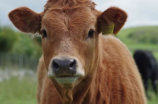 Гипоаллергенное молоко от клонированных коров появится в России