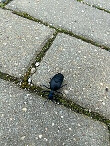Красивый, но ядовитый: в Калининграде обнаружили жука, который способен навредить человеку (фото)