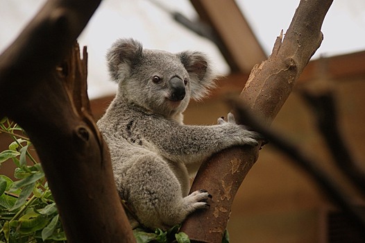 Ученые заявили о вымирании коал
