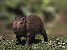 Новорожденная капибара покорила пользователей Сети