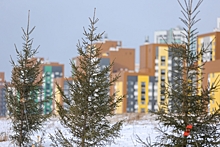 Житель Петербурга украл елку перед Новым годом: как его наказали