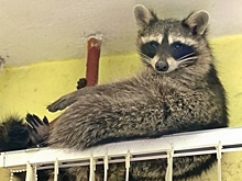 Енот воссоединился с хозяином