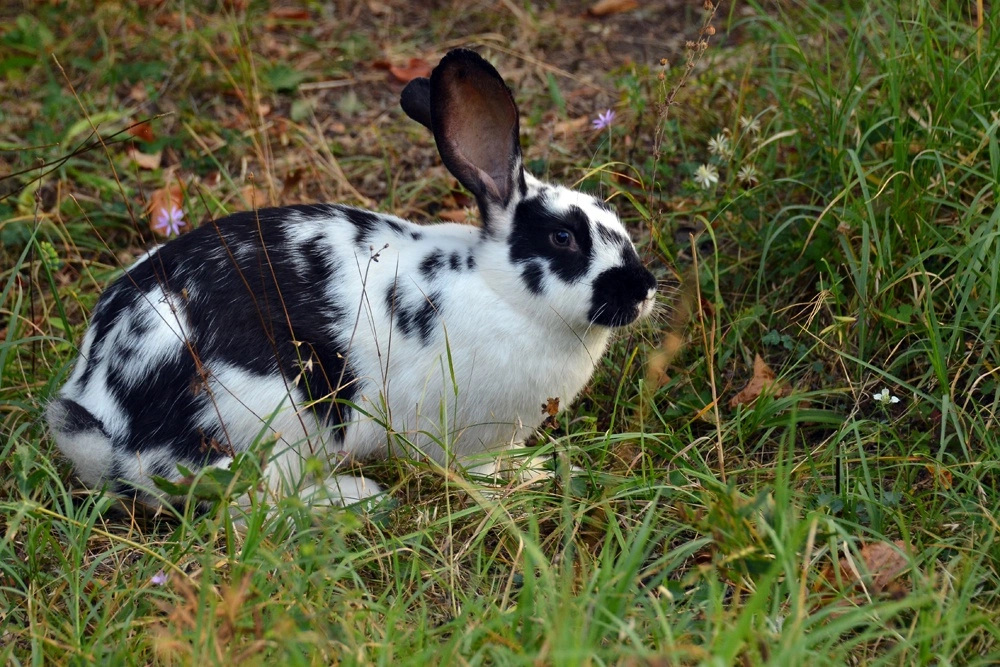 Неверный муж украл кролика для беременной жены