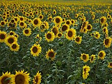 В Тамбовской области стартовала уборка двух маржинальных культур: свыше 456 тыс га под подсолнечником и 180 тыс га под соей