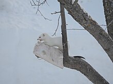 Полевые воробьи ругались на горностая