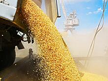 Становятся понятны левые «уходы» пшеницы из России
