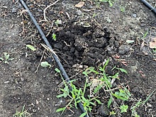 В Таганроге вандалы украли зеленые насаждения