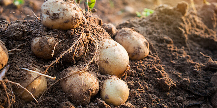 Более половины урожая картофеля убрали в Беларуси
