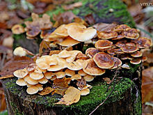 Ученый нашел общее у мужчины и гриба