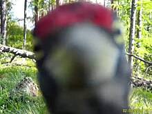 Черный дятел из Саяно-Шушенского заповедника увлекся вандализмом