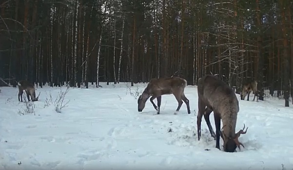Стадо оленей на поляне заметили в Борском районе