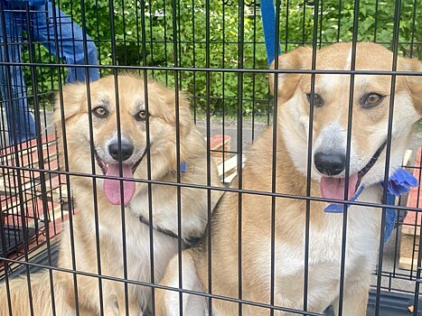 40 собакам и кошкам будут искать друга на ярмарке в Калуге