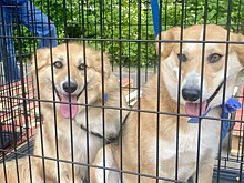 40 собакам и кошкам будут искать друга на ярмарке в Калуге