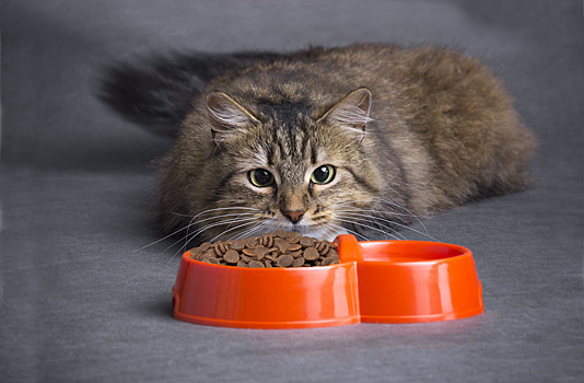 Nestle начала продавать корм для кошек, смягчающий аллергическую реакцию у людей на шерсть