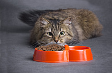 Nestle начала продавать корм для кошек, смягчающий аллергическую реакцию у людей на шерсть