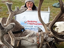 На Ямале проголосовала треть досрочников