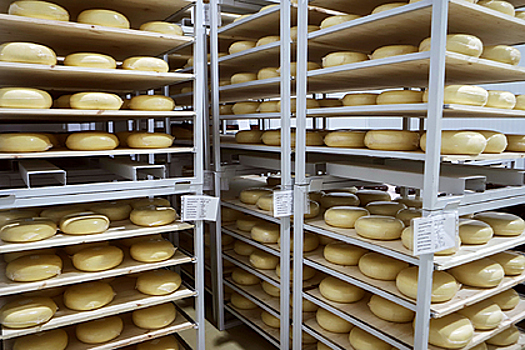 Около 47,5 тыс тонн сыра произведено в Подмосковье за 9 месяцев