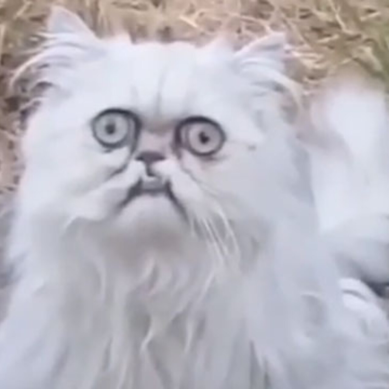 Белый кот орет