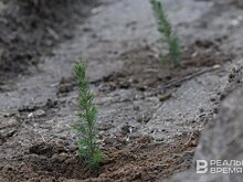 В Татарстане на обходе Нижнекамска и Челнов приступили к лесовосстановлению