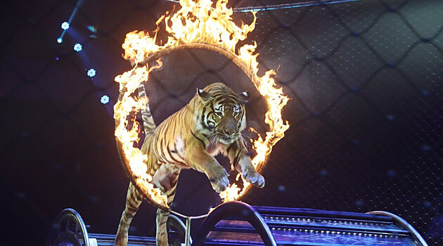 Росгосцирку «шьют» дело о растрате миллиона рублей на премии сотрудникам