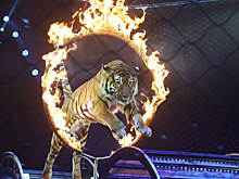 Росгосцирку «шьют» дело о растрате миллиона рублей на премии сотрудникам