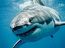 У побережья Канады всплыла самая большая в истории Атлантики белая акула