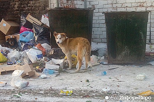 Ханты-Мансийск наводнили бездомные животные