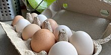 В Минсельхозе Новосибирской области рассказали об уровне производства куриных яиц в регионе