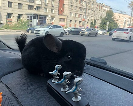 Нижегородцы спасли шиншиллу, перебегающую дорогу на улице Ванеева