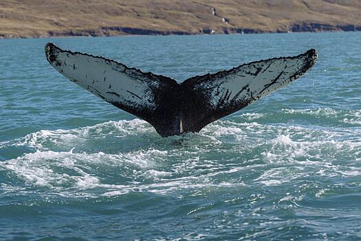Исландия продлила разрешение на китовую охоту