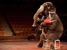 Побег слонов и драка львов. Уральцы обсуждают запрет цирка с животными