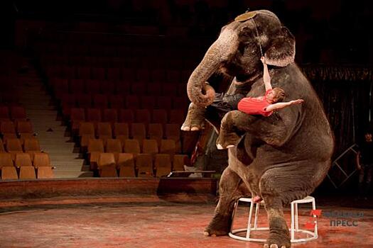 Побег слонов и драка львов. Уральцы обсуждают запрет цирка с животными