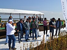 Агрополигон «Приволжье»: итоги соревнований сортов и технологий