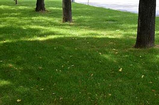 Газоны в 120 дворах района Арбат привели в порядок