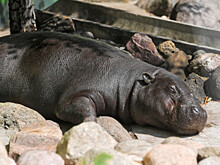 Поигравшего с крокодилом бегемота прогнал буйвол