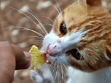 Котят вышвырнули прямо под колеса машины