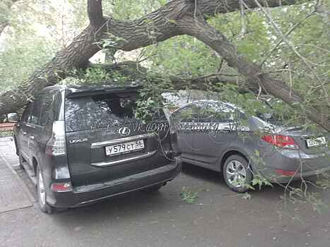 В Оренбурге припаркованный Lexus придавило огромным деревом