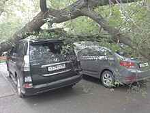 В Оренбурге припаркованный Lexus придавило огромным деревом