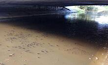Питерские активисты попросили врио губернатора очистить реку Новая