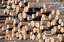 Дом из дров: как добывают деловую древесину под видом низкосортной