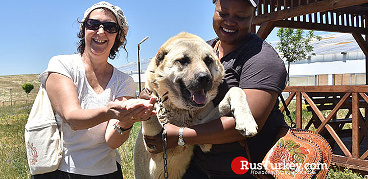 Иностранных туристов приглашают в турецкий Сивас