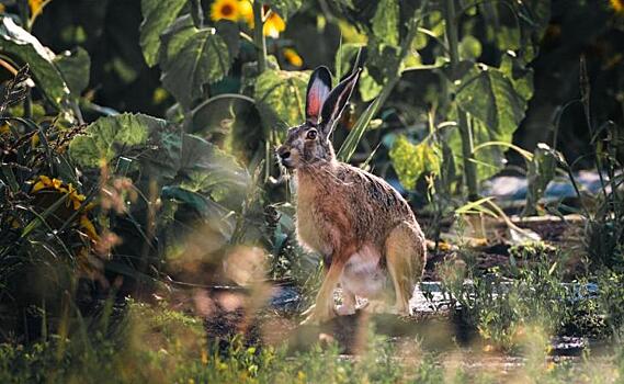В Курской области обитают 7000 белок, 8000 зайцев и 200 000 куропаток