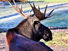 Лось спровоцировал ДТП с тремя пострадавшими под Воронежем