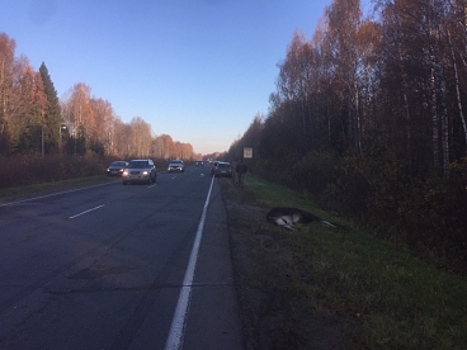 Сегодня утром на красносельской трассе насмерть сбили лосенка