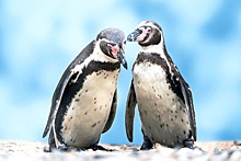 Два пингвиненка Гумбольдта родились в Московском зоопарке