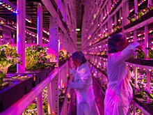 Революционная разработка позволит выращивать растения без света