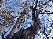 В регионе зарегистрировали 22 случая незаконной рубки леса