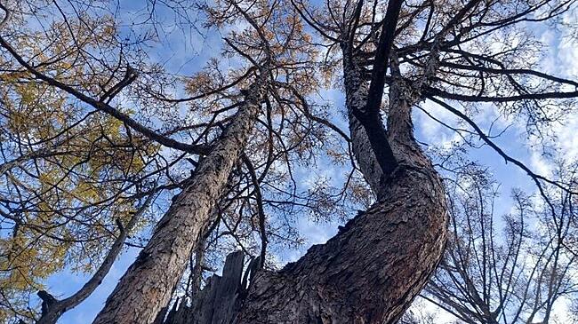 Лесники Забайкалья выявили 17 случаев незаконной рубки