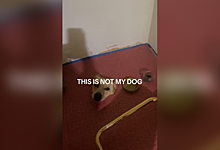 Женщина обнаружила в полу ванной голову живой собаки