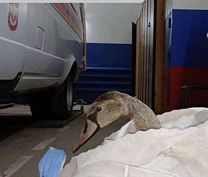 В порту Азова спасли замерзшего лебедя